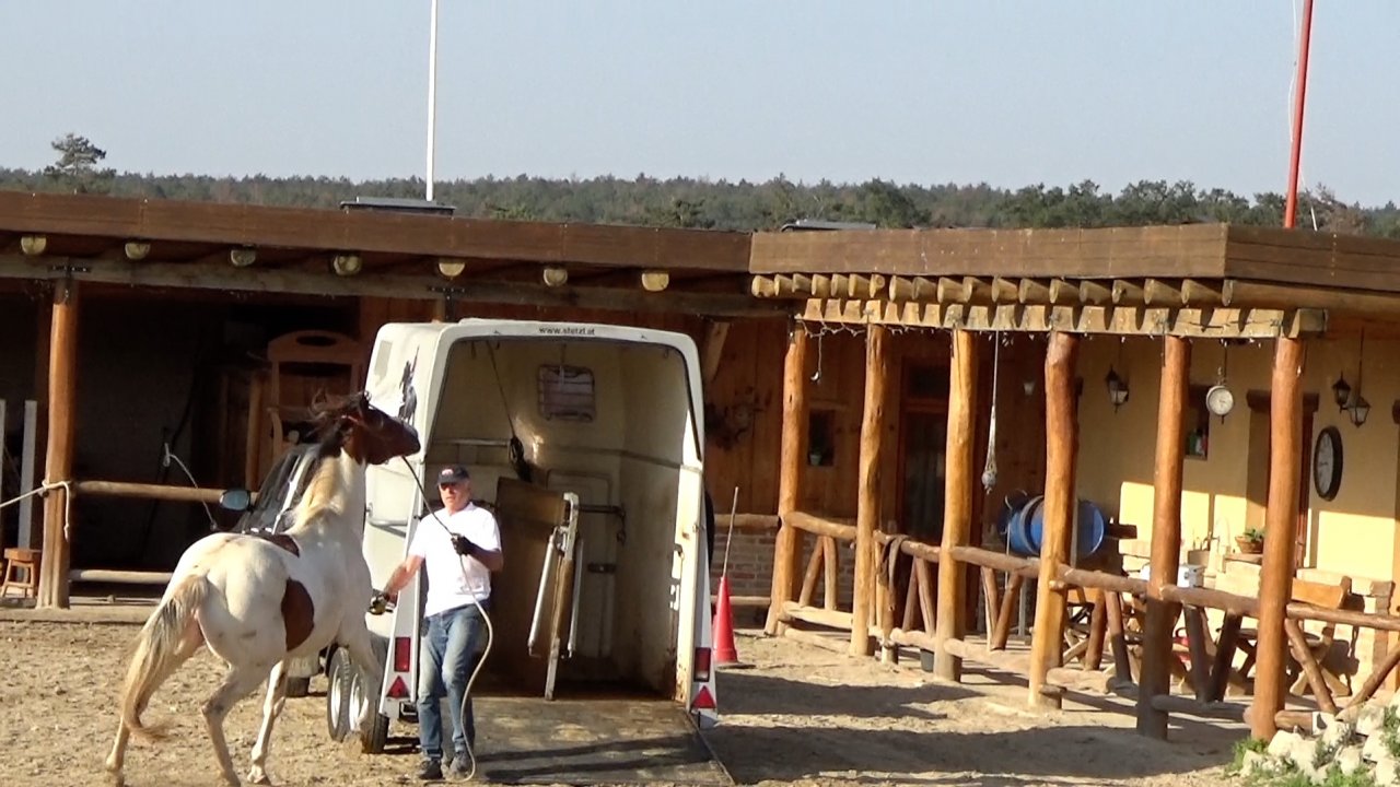 A lószállítóra rakodás megoldása