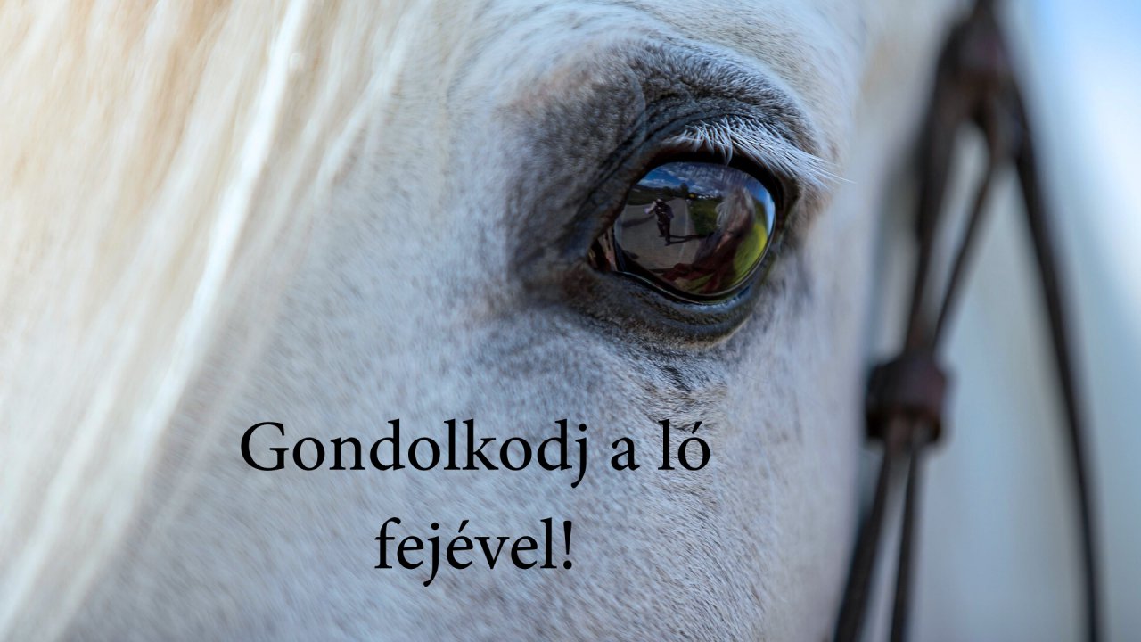 Gondolkodj a ló fejével!